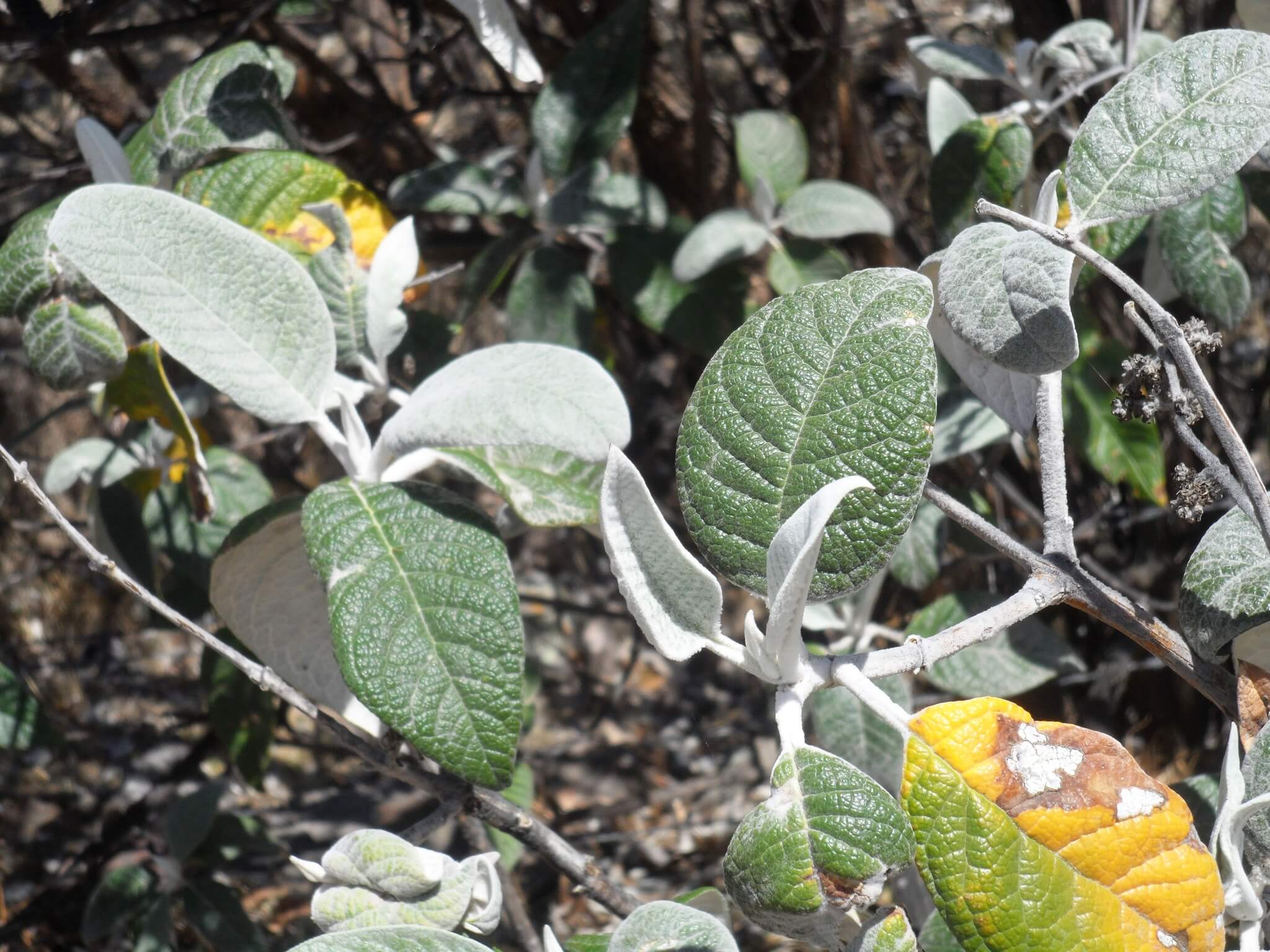 Buddleja cordata